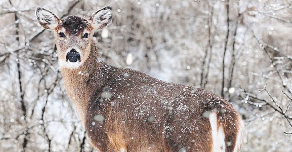 Lähimetsien valkohäntäpeura